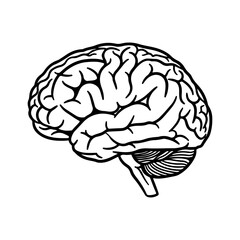 Human brain outline with transparent background