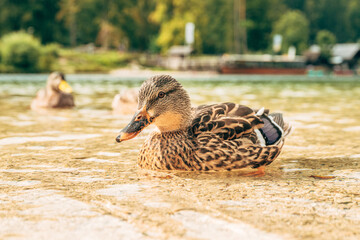 A mallard duck sits peacefully on the clear lake shore, symbolizing biodiversity, eco tourism, and the harmony of wildlife in nature.