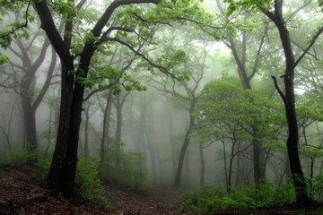 Fototapeta premium Misty forest path, lush greenery, misty ambiance