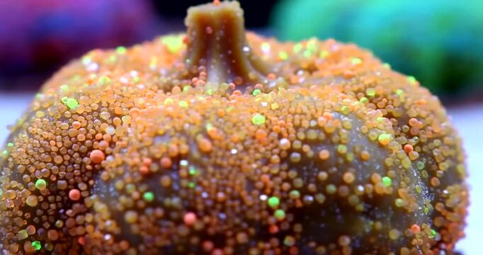 Macro View of a Psychedelic Mushroom Coral.