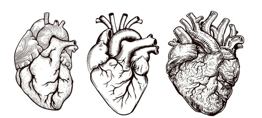 Anatomical human heart. Hand drawn sketch illustration in vintage engraving style
