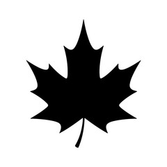 Maple leaf silhouette with transparent background