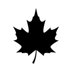 Maple leaf silhouette with transparent background