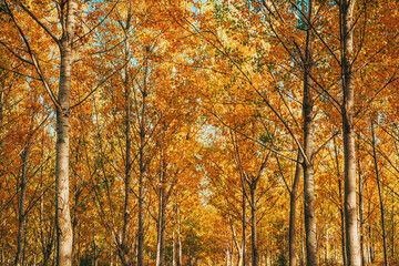 Beautiful scenic poplar trees forest in autumn