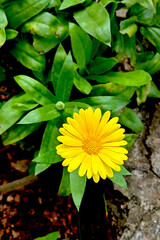 Bright Yellow Calendula Flower