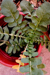 Dark Green Leaves of Wild Radish