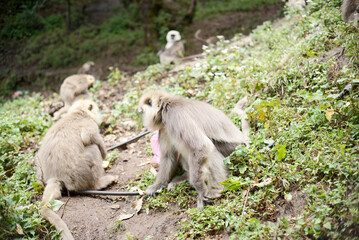 Primate Group Sitting on Grassland in Nature