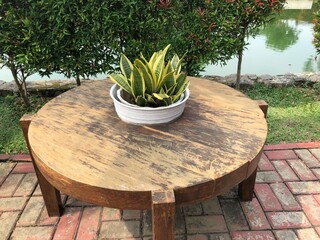 Sansevieria plant in pot on wooden table outdoors