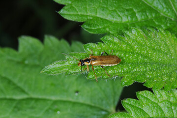 Weichkäfer, Cantharis figurata