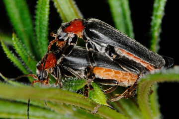 Gemeine Weichkäfer, Cantharis fusca