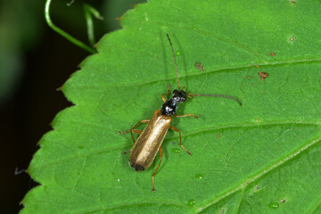Weichkäfer,  Rhagonycha lignosa