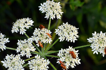 Rote,  Rotgelbe  Weichkäfer,  Rhagonycha fulva