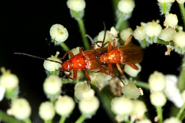 Rote,  Rotgelbe  Weichkäfer,  Rhagonycha fulva