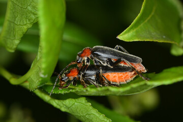 Gemeine Weichkäfer, Cantharis fusca