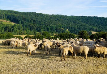 Fototapeta premium Schafherde auf Weise in grüner Landschaft bei Sonne am Morgen im Sommer