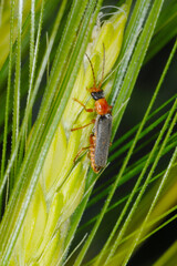 Weichkäfer,  Cantharis lateralis,  Cantharis sp.