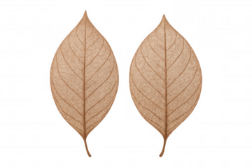 Close-up of two dried leaves with intricate vein patterns, isolated on a transparent background, showcasing the beauty of nature's delicate structures