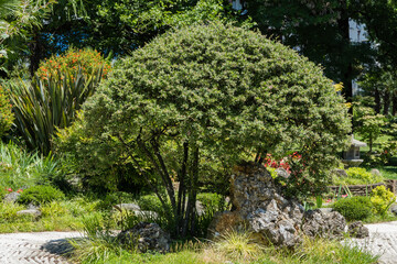 Fototapeta premium Russian-Japanese Friendship Garden in Sochi with scene featuring neatly trimmed bush surrounded by greenery, colorful flowers, and prominent rock formation, creating serene and natural atmosphere.