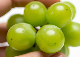 Obraz premium Close-up of a Hand Holding a Bunch of Green Grapes