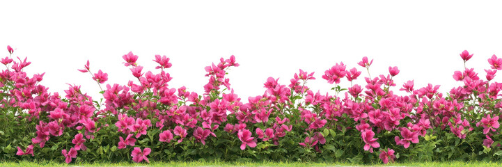 PNG Tulip flower bushes flowers background garden.