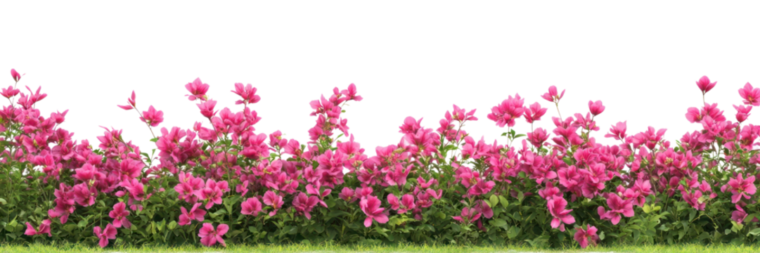 PNG Tulip flower bushes flowers background garden.