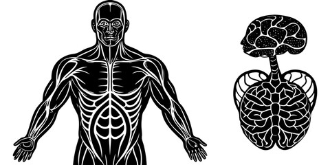 Highly detailed and anatomically accurate human skeleton standing upright in a neutral pose, viewed from the front. The skeleton should have realistic bone texture, lighting, and shading, set against  © RAHIM