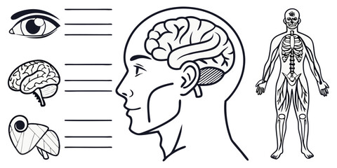 Highly detailed and anatomically accurate human skeleton standing upright in a neutral pose, viewed from the front. The skeleton should have realistic bone texture, lighting, and shading, set against  © RAHIM
