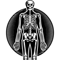 Highly detailed and anatomically accurate human skeleton standing upright in a neutral pose, viewed from the front. The skeleton should have realistic bone texture, lighting, and shading, set against 