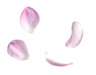 pink flower petal flying floating in air clipping path isolated on transparent png