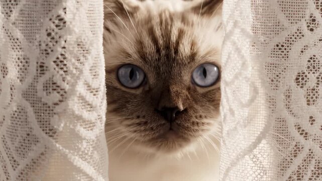 Birman Cat Blue Eyes Behind Lace Close-Up