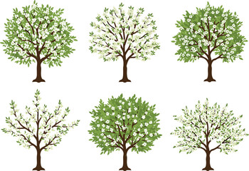 Obraz premium Blooming fruit trees with green leaves and white flowers, seasonal botanical vector illustration for nature, garden, springtime, and design themes