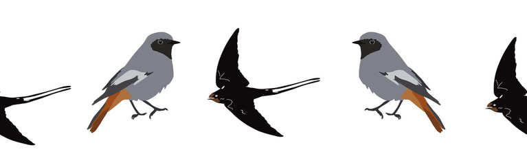 Obraz premium Bird con border. Bird feather silhouette symbol. Bird border isolated on a white background