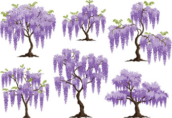 Wisteria tree illustrations in full bloom with cascading purple flowers, botanical spring landscape elements for nature, garden, and design use