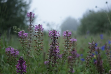 Nature, fog, environment, tibet, beauty, plant, quiet. 