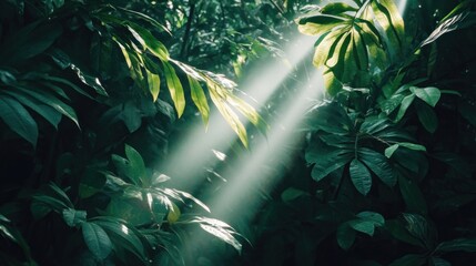 Sunlight streams through lush green foliage in a dense tropical forest, creating a dreamy glow