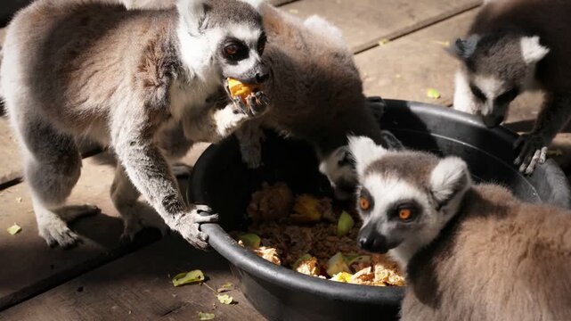 Ring-tailed lemurs feed on a fruit mix from a bowl atop a wooden platform, surrounded by natural debris. Captured at a wildlife sanctuary in Thailand, showcasing animal behavior and interaction.