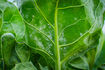Whitefly on the underside of Brussels sprout leaves, close-up