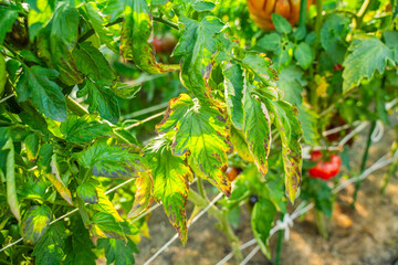 Tomato leaves affected by Phytophthora infestans in a vegetable garden, close-up