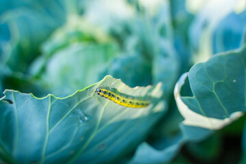 Pieris brassicae caterpillar eating cabbage leaves, close-up. Vegetable pests in the garden