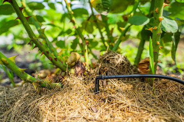 Drip irrigation is applied to a rose bush close-up. Watering plants under the root
