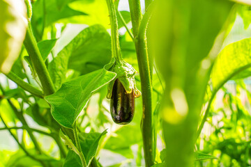 Young eggplant seedlings starting to grow on a bed in a greenhouse, close-up