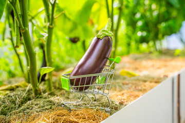 Eggplant in a small shopping cart on a bed in a greenhouse, close-up. Home grown eggplant