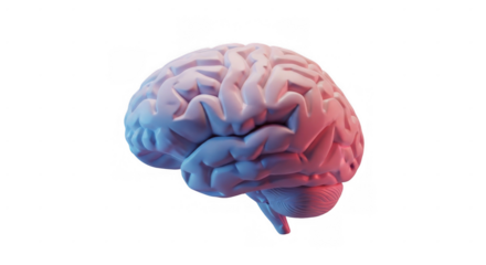 Rendered human brain with pink and blue lighting isolated on a black background