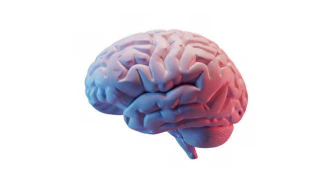 Rendered human brain with pink and blue lighting isolated on a black background