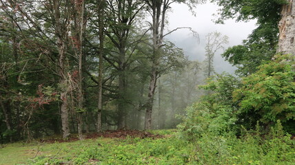 morning in the forest