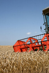 Harvester gathers the wheat field