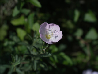 ピンク色の花
