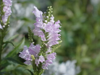 夏のピンク色の花