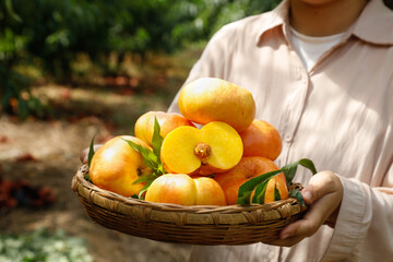 Fresh Golden Shandong Peaches in Wicker Basket - Ripe Stone Fruit Harvest Display