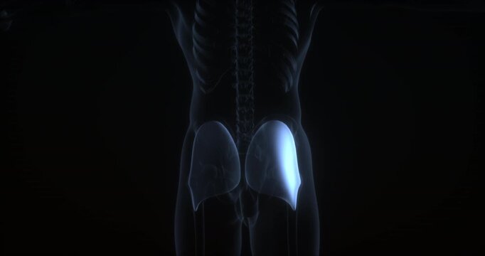 Gluteus Maximus in human body. X Ray. Loop